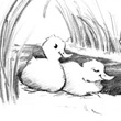 Enten, Zeichnung