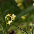 Schlüsselblume